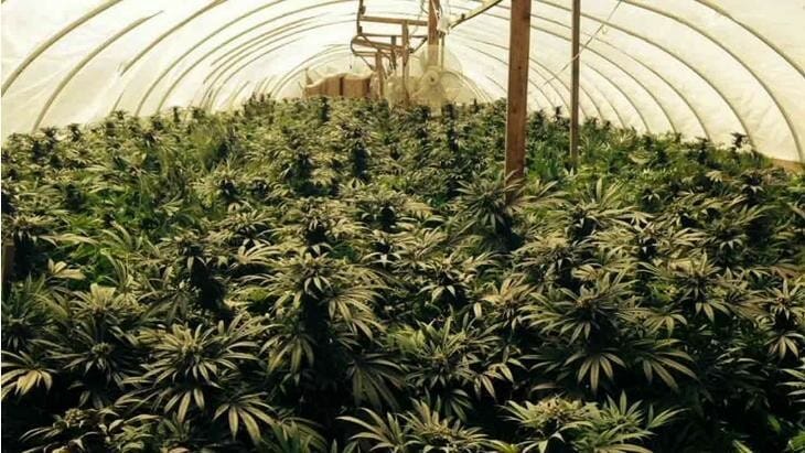 Growing Cannabis Plants