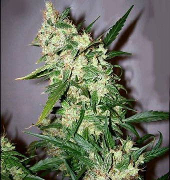 Hybrid Cannabis Plant Growing