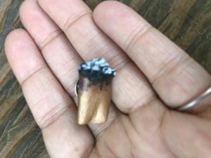 Blunt Roach
