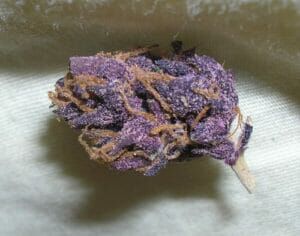 Purple Nug 2