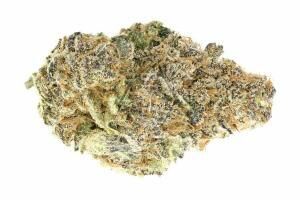 Mimosa Bud