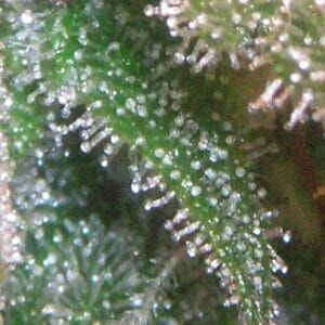 Cannabis Trichomes Close Up