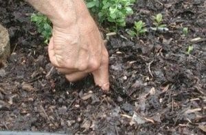 Plant soil finger test