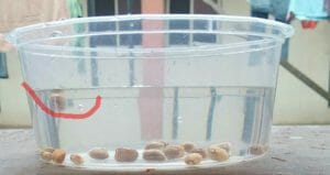 The floating seed test