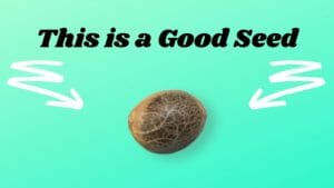 Good Cannabis Seed