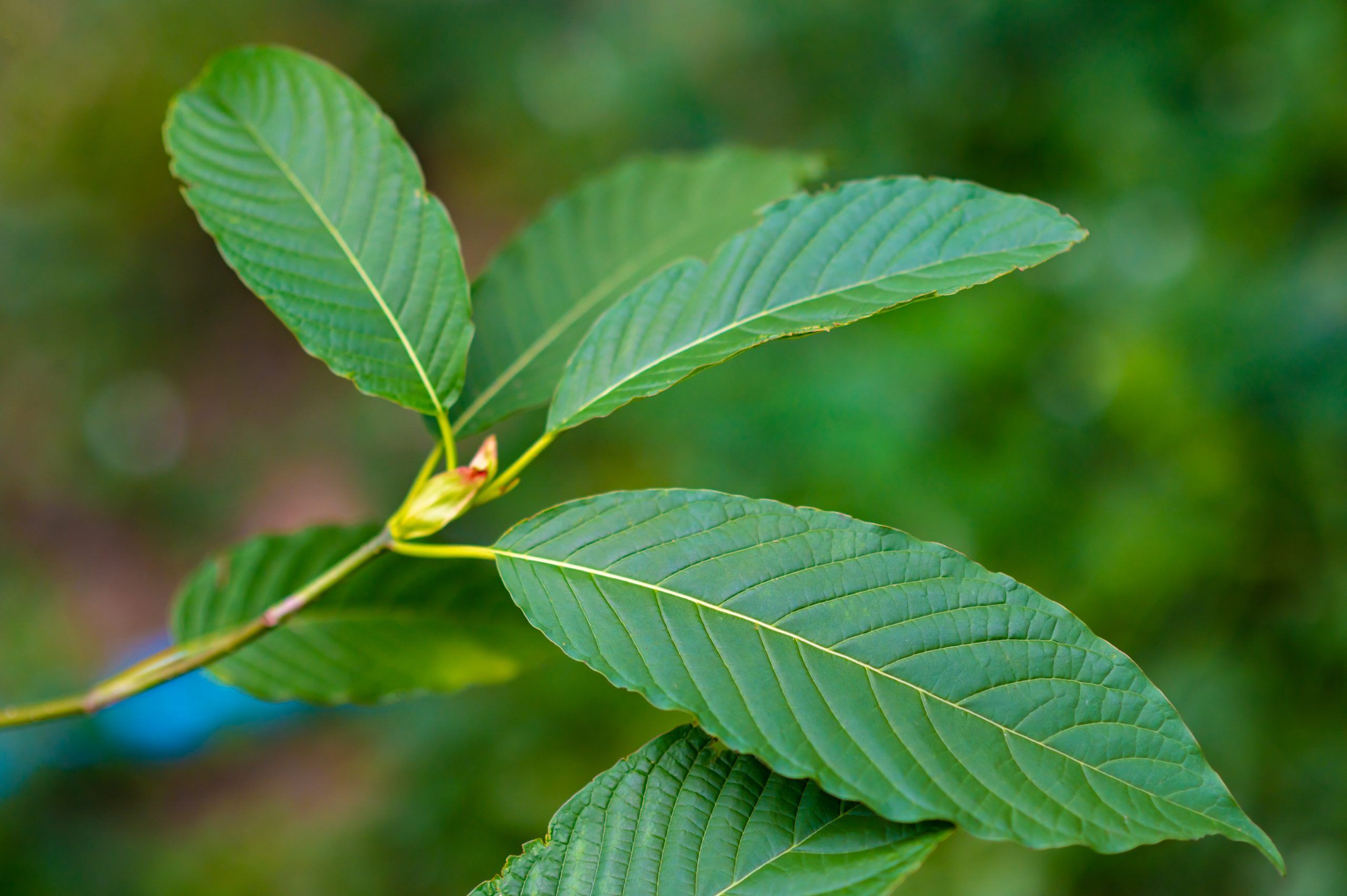 Kratom Tree