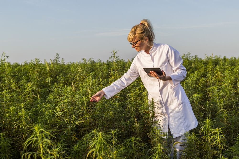 when to harvest cannabis