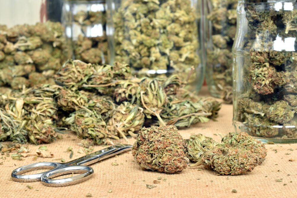 trimming cannabis
