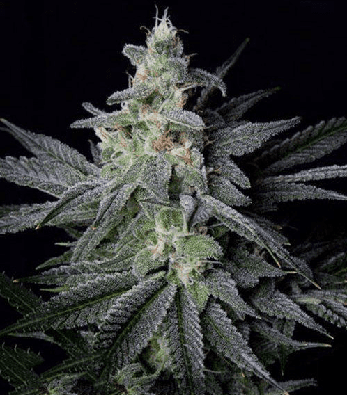 Jack Herer Review