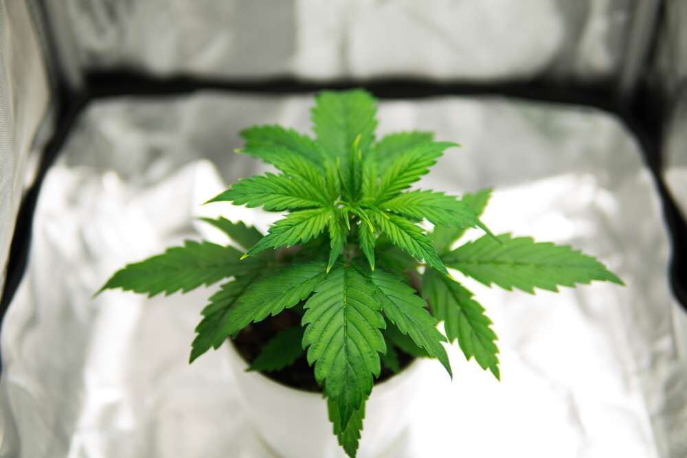 grow tent