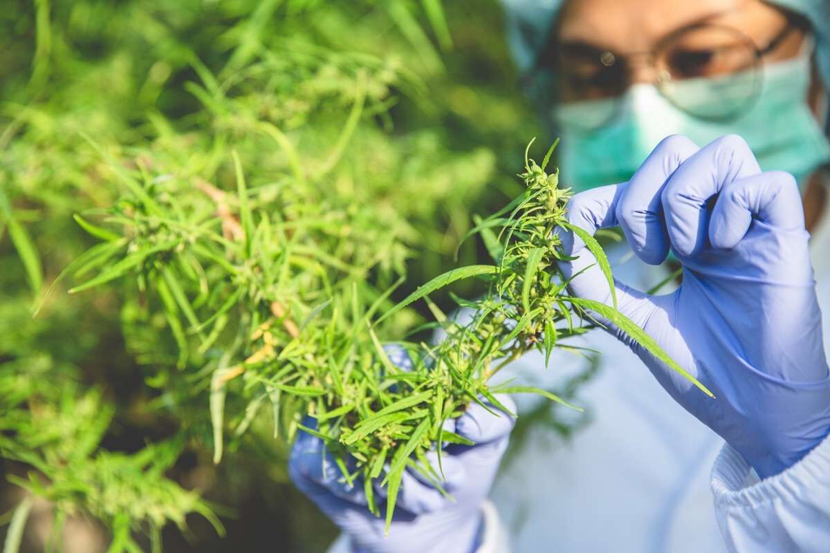 cannabis tech