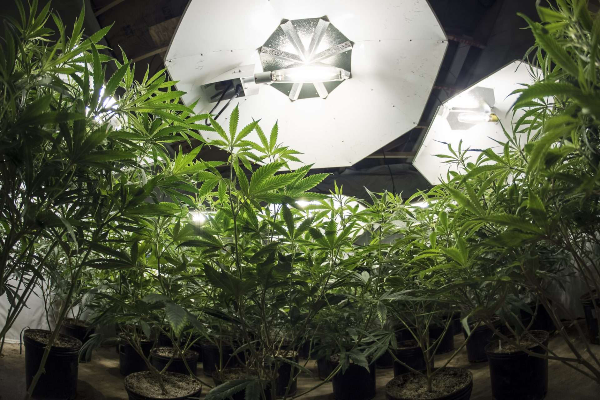 marijuana plants